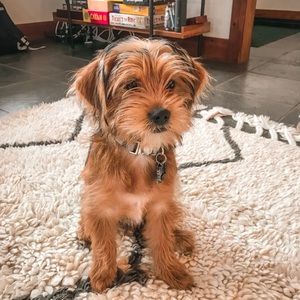 Meet your Posher, Nikki myrthel